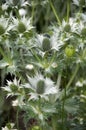 Eryngium Royalty Free Stock Photo