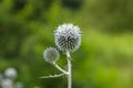 Eryngium