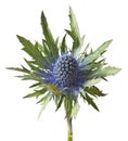 Eryngium alpinum thistle plant