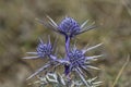 Eryngium amethystinum