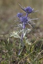 Eryngium amethystinum