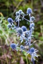 Eryngium blue eryngo, flat sea holly flower growing on meadow Royalty Free Stock Photo