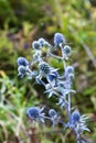 Eryngium blue eryngo, flat sea holly flower growing on meadow Royalty Free Stock Photo