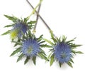 Eryngium