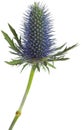 Eryngium