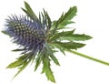 Eryngium