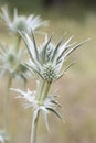 Eryngium bourgatii Mediterranean sea holly medium-sized plant with large spikes in the style of a teal thistle on an unfocused