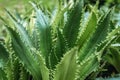 Eryngium bromeliifolium plant