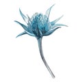 Eryngium bud. Raster illustration on a white background. Hand drawn with watercolors. For various design purposes