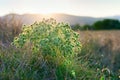 Eryngium campestre (field eryngo) flower Royalty Free Stock Photo