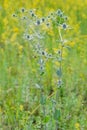 Eryngium campestre Flowers Royalty Free Stock Photo