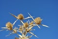 Eryngium campestre known as field eryngo dry twigs on bright blue sky