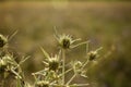 Eryngium campestre, known as field eryngo, or Watling Street thistle during the golden hour Royalty Free Stock Photo