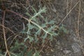 Spiny leaf of Eryngium campestre