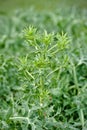 Eryngium campestre Royalty Free Stock Photo