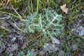 Spiny plants of Eryngium campestre Royalty Free Stock Photo