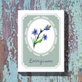 eryngium