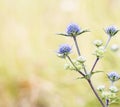 Eryngium dilatatum - Sea Holly Thistles in nature