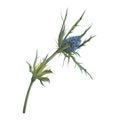 Eryngium flatifolia. Blue Sea Holly. Mediterranean wild plant. Floral greens for flower bouquets. Hand drawn watercolor