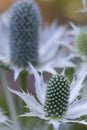 Eryngium giganteum