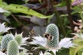 Eryngium giganteum Miss Willmott\'s ghost and a bumblebee