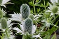 Eryngium giganteum Miss Willmott\'s ghost flowers