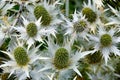 Eryngium giganteum silvery plant in the garden