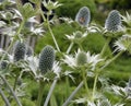 Eryngium giganteum