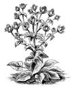 Eryngium Giganteum vintage illustration