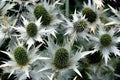 Eryngium giganteum 'Silver Ghost' / tall eryngo Royalty Free Stock Photo