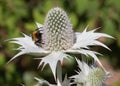 Eryngium Magnetic Attraction for Bees Royalty Free Stock Photo