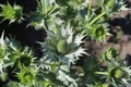 Eryngium maritimum known as the sea holly or seaside eryngo. Royalty Free Stock Photo