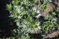 Eryngium maritimum known as the sea holly or seaside eryngo. Royalty Free Stock Photo