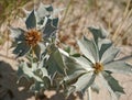 Eryngium maritimum or sea holly plant on Baltic beach