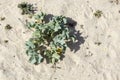 Eryngium maritimum, the sea holly or seaside eryngo Royalty Free Stock Photo