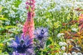 Eryngium oliverianum, Sea Holly flower in the garden Royalty Free Stock Photo