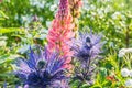 Eryngium oliverianum, Sea Holly flower in the garden Royalty Free Stock Photo