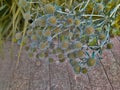 Eryngium planum or blue eryngo or flat sea holly. Flowering plant in the family Apiaceae Royalty Free Stock Photo