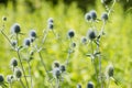 Eryngium planum, blue eryngo, flat sea holly flowers closeup selective focus