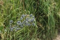 Eryngium planum, blue prickly healing plant in garden. Medicinal natural herbs Royalty Free Stock Photo