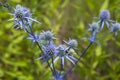 Eryngium planum, blue prickly healing plant in garden. Medicinal natural herbs, summer season Royalty Free Stock Photo