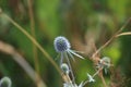 Eryngium planum, blue prickly healing plant in garden. Medicinal natural herbs, summer season. Close-up. Royalty Free Stock Photo