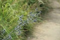 Eryngium planum, blue prickly healing plant in garden. Medicinal natural herbs, summer season. Royalty Free Stock Photo