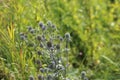 Eryngium planum, blue prickly healing plant in garden. Medicinal natural herbs, summer season. Royalty Free Stock Photo