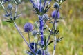 Eryngium Planum Or Blue Sea Holly - Flower Growing On Meadow. Wild Herb Plants Royalty Free Stock Photo