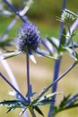 Eryngium Planum Or Blue Sea Holly - Flower Growing On Meadow. Wild Herb Plants Royalty Free Stock Photo