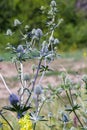 Eryngium Planum Or Blue Sea Holly - Flower Growing On Meadow. Wild Herb Plants Royalty Free Stock Photo