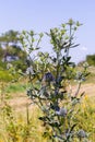 Eryngium Planum Or Blue Sea Holly - Flower Growing On Meadow. Wild Herb Plants Royalty Free Stock Photo