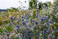 Eryngium Planum Or Blue Sea Holly - Flower Growing On Meadow. Wild Herb Plants Royalty Free Stock Photo