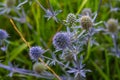 Eryngium Planum Or Blue Sea Holly - Flower Growing On Meadow. Wild Herb Plants Royalty Free Stock Photo